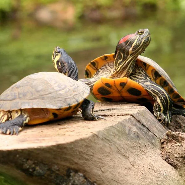 dos tortugas