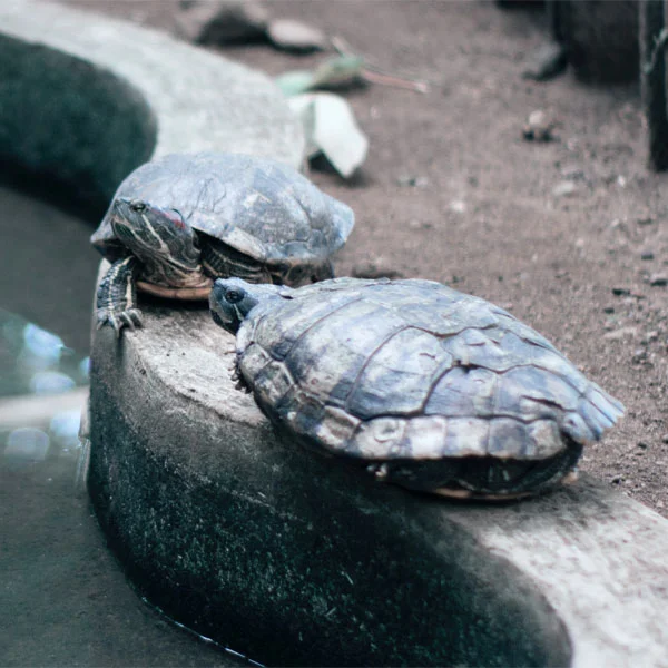 tortugas de agua en estanque