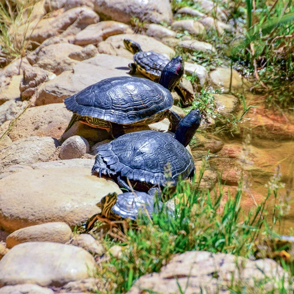 3 tortugas semiacuaticas en estanque