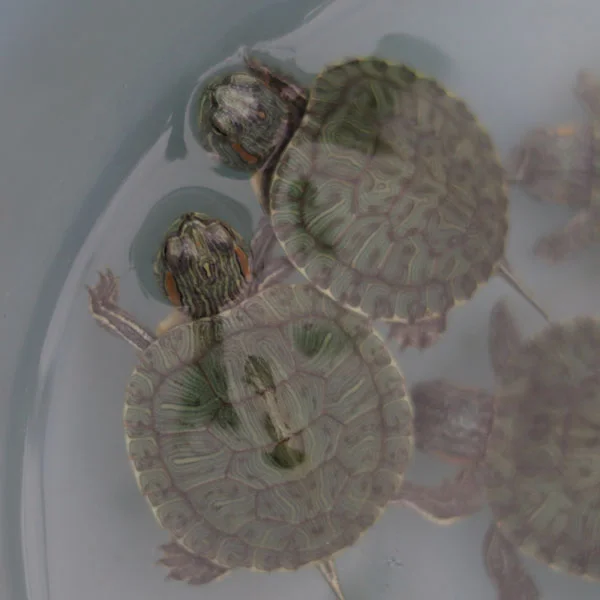 tortugas bebés en un tortuguero