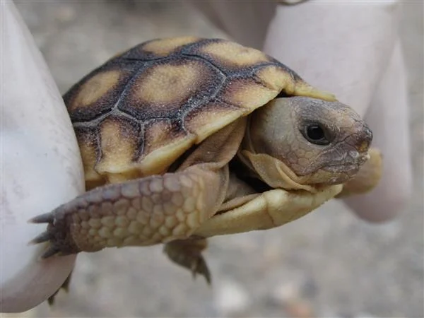 tortuga del desierto bebé