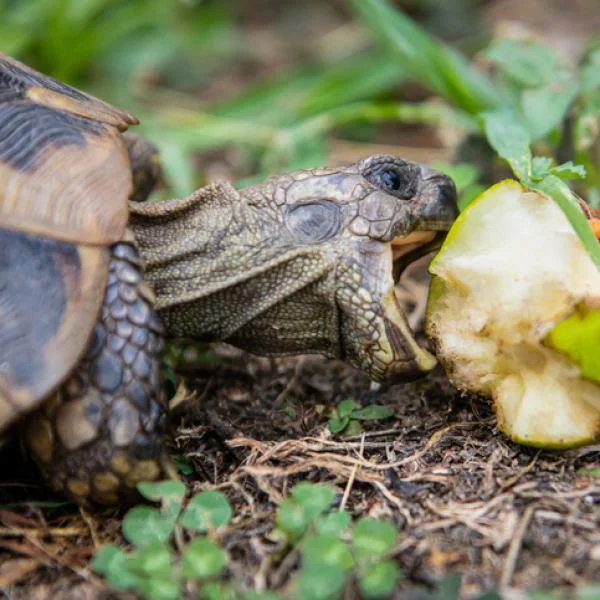 tortuga de tierra comiendo