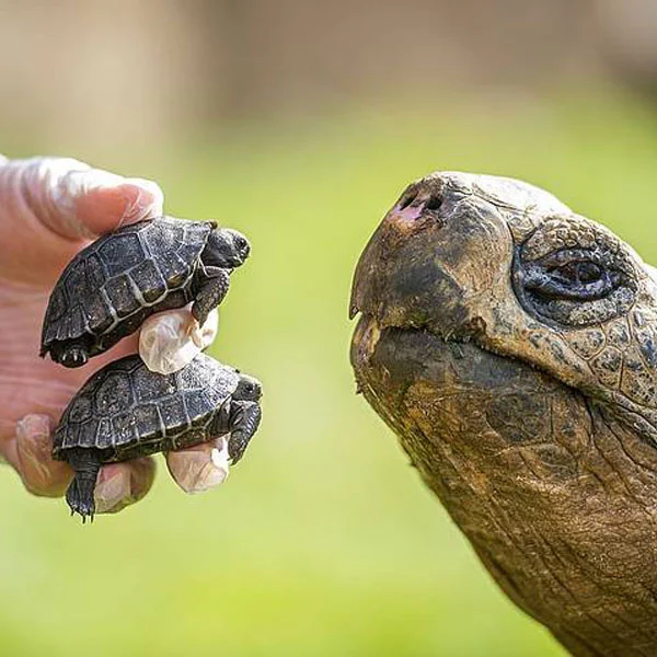 tortugas galápagos bebé