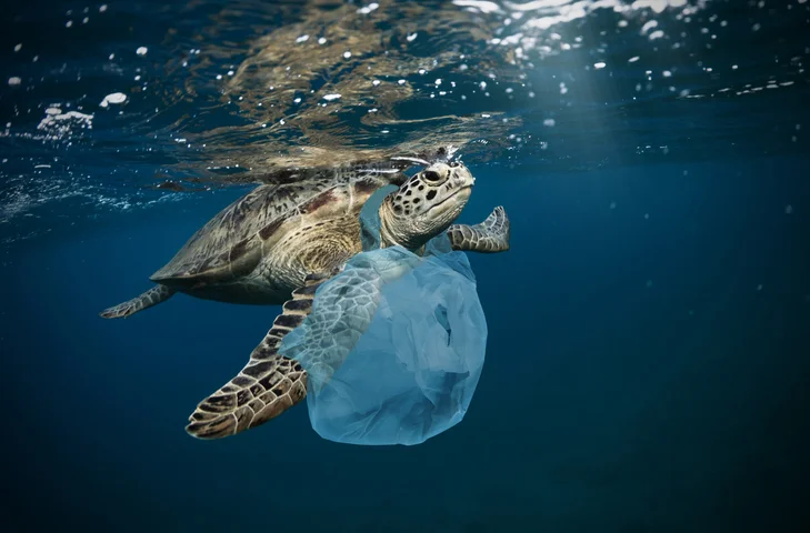 tortugas enredadas en plastico