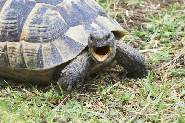 tortuga con boca abierta