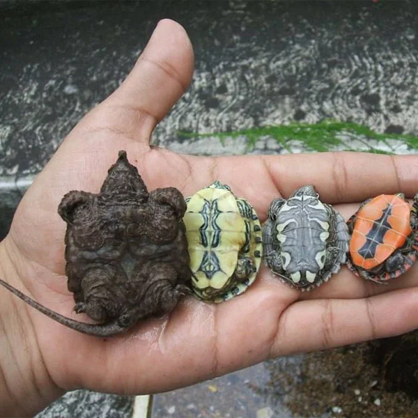 tortuga caimán bebé